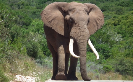 ELEPHANT BULLの写真素材