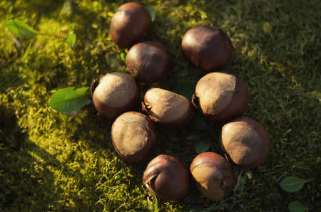 Sprouts chestnut fruit lying on the grass