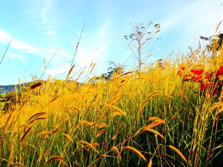 Poaceae gardenの写真素材