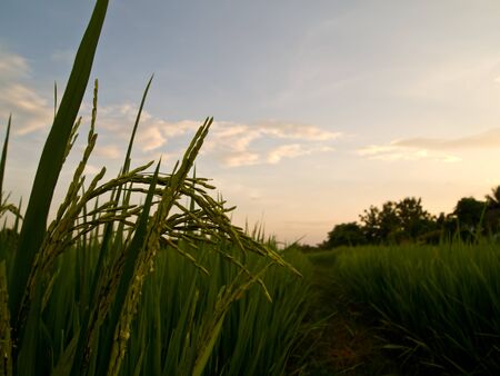 Ear of riceの写真素材