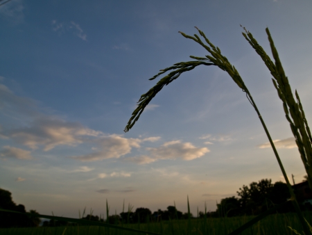 Ear of riceの写真素材