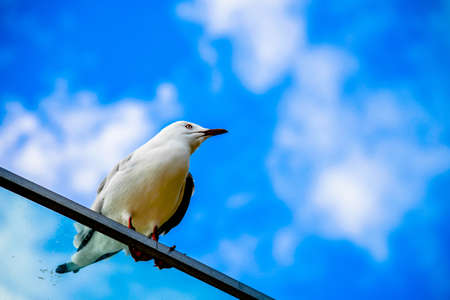 Sea gull with blue skyの写真素材
