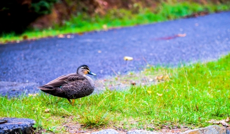 Mandarin duckの写真素材