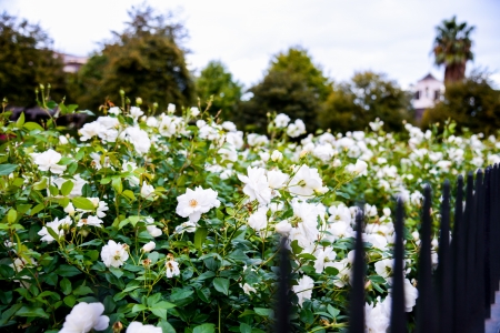 White rose with steel fenceの写真素材