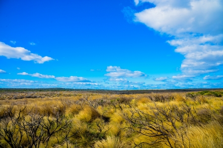 Dry grass with blue skyの写真素材