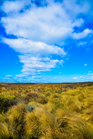 Dry grass with blue skyの写真素材