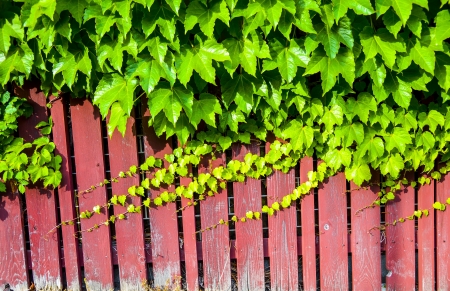 Red wooden wall with vineの写真素材