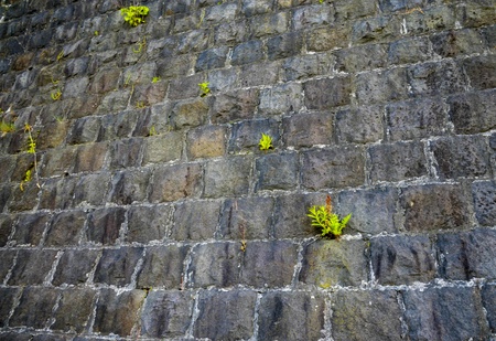 Stone wall with grassの写真素材