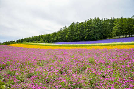 Colorful flower blossom garden in Japan3の写真素材