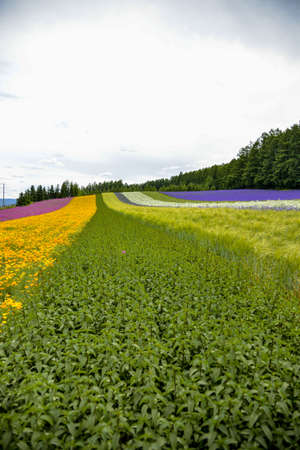 Herb and colurful flower garden1の写真素材