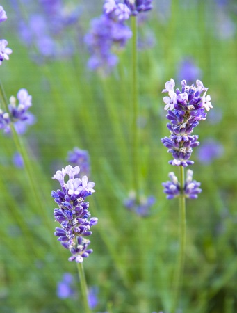 Lavender flowerの写真素材