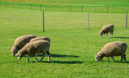 Sheeps farm in Sapporo Japan2の写真素材