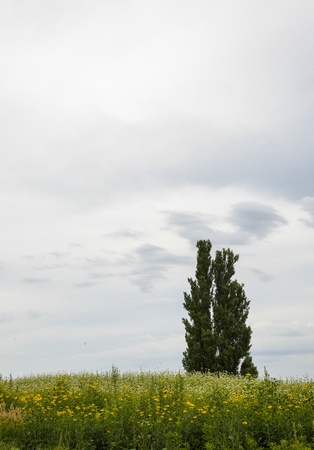 A poplar tree in the field of flower potatoの写真素材