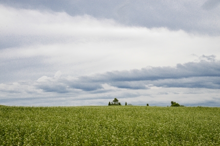 Field of flower potato with cloudy skyの写真素材
