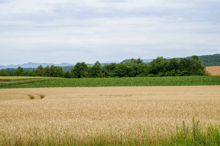 Green and Golden rice field