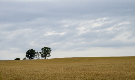 Parents and child tree in barley field