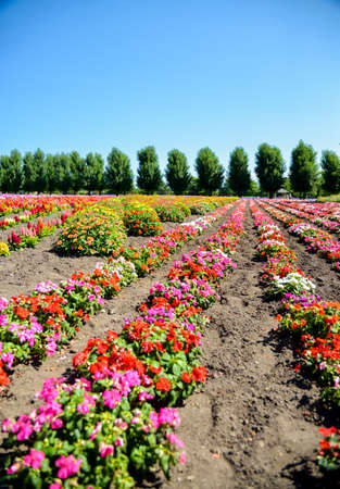 Colorful flower in the row