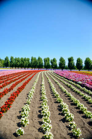 Colorful flower in the row