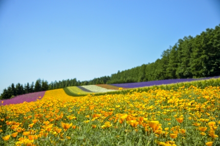 Colorful flower in the row with blue skyの写真素材
