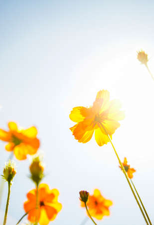 Yellow Cosmos flower with sunshineの写真素材
