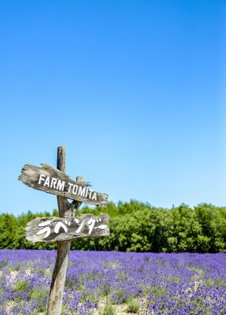 Lavender in Tomita farm Japanの写真素材
