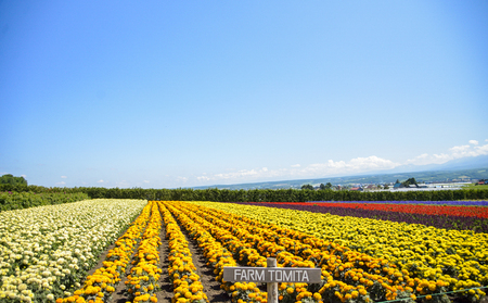 Row of colorful flowers with sunshineの写真素材