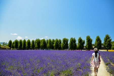 Walk in Lavender gardenの写真素材