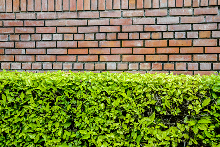 Brown wall and green plantの写真素材