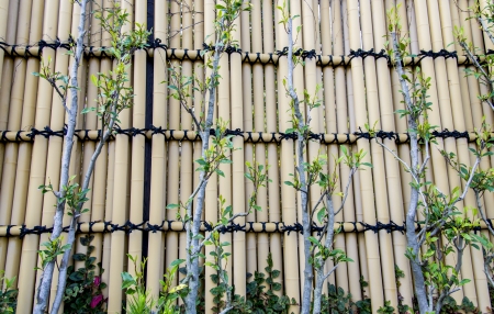 Bamboo fence2の写真素材