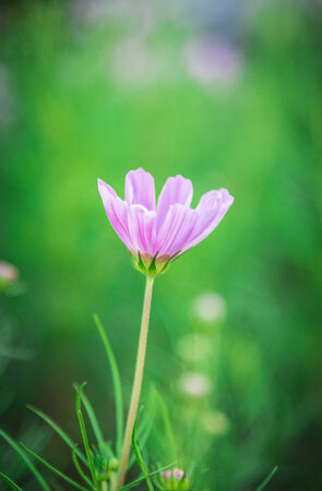 A Purple cosmos flower in the garden2の写真素材