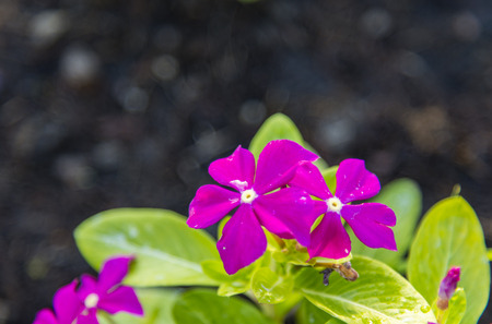 Purple Allamanda flowers in the garden3の写真素材
