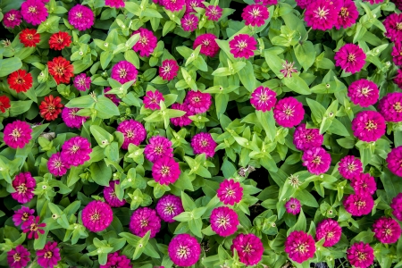 Purple gerbera flowers in the garden2の写真素材