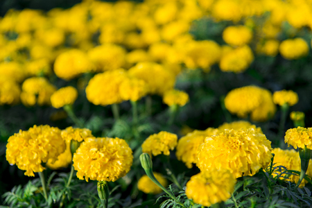 Yellow marigold flowers in the garden3の写真素材