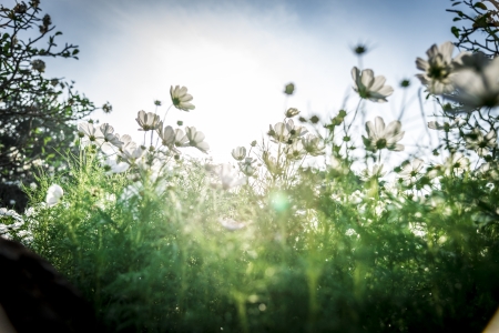 White cosmos flowers in the garden8の写真素材