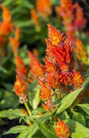 Orange cockcomb flower in the garden3の写真素材