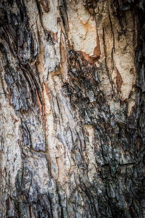 Bark texture