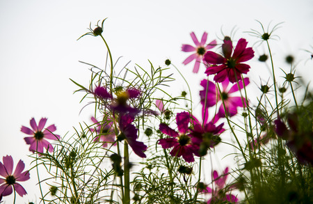 Pink Cosmos flower in the garden14の写真素材