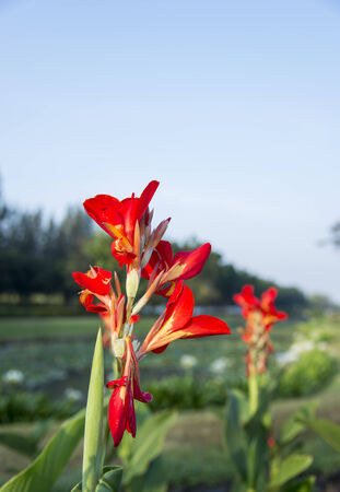 Red amaryllis flower in the park1の写真素材