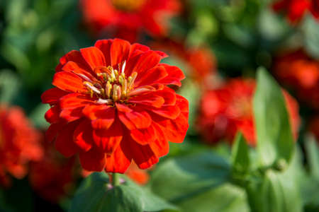 Orange gerbera flowers in the garden6の写真素材