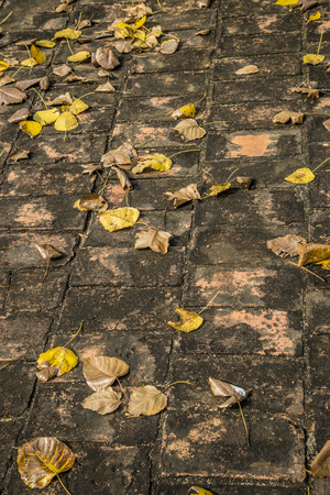 Leaves falled on the brick floorの写真素材