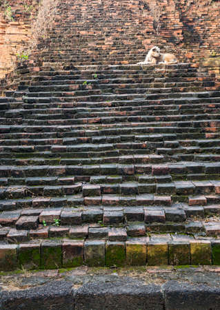 The dog sit on the stone stairの写真素材