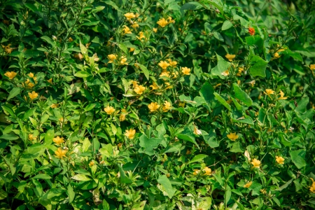Yellow Allamanda cathartica flower in the forest