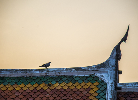 Pigeon on the Roof temple