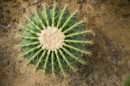 Echino cactus on desert field1の写真素材
