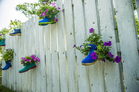 Flower in boot on the wooden fence1の写真素材