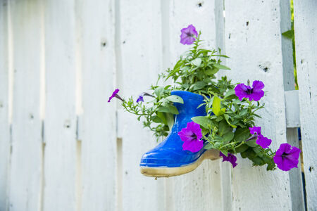 Flower in boot on the wooden fence2の写真素材