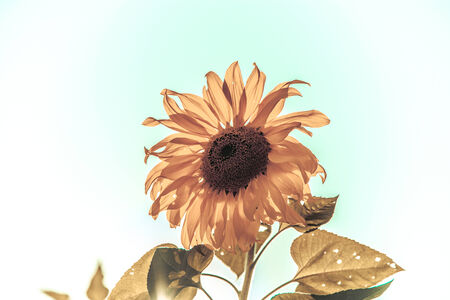 Sunflower in vintage styleの写真素材