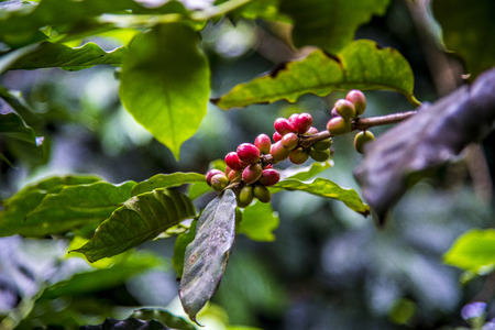 Coffee beans on the treeの写真素材