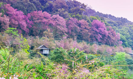 Wild Himalayan Cherry flower blossom scene1の写真素材