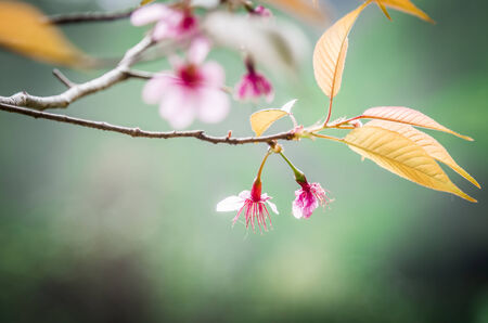 Wild Himalayan Cherry flower blossom on the treeの写真素材